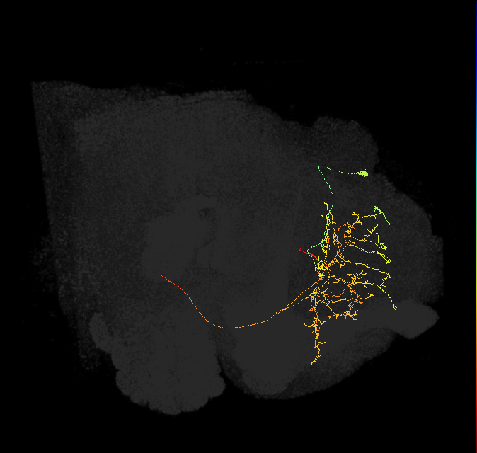 SMP482_R (FlyEM-HB:546917498)