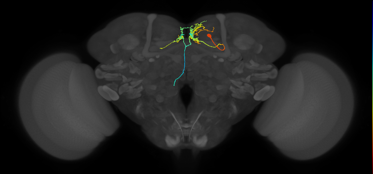 SMP482_R (FlyEM-HB:546917498)