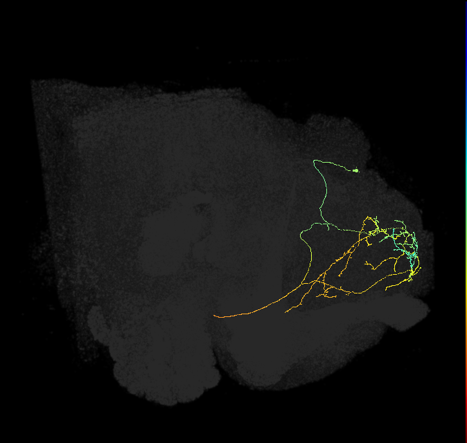 SMP483_R (FlyEM-HB:297929768)