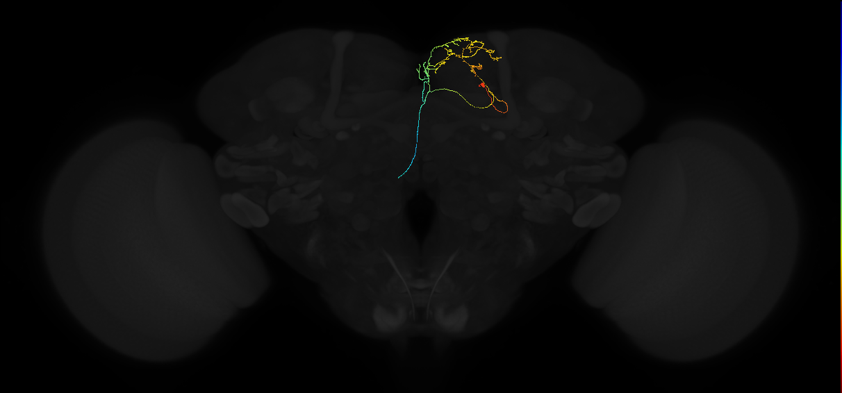 adult superior medial protocerebrum neuron 483