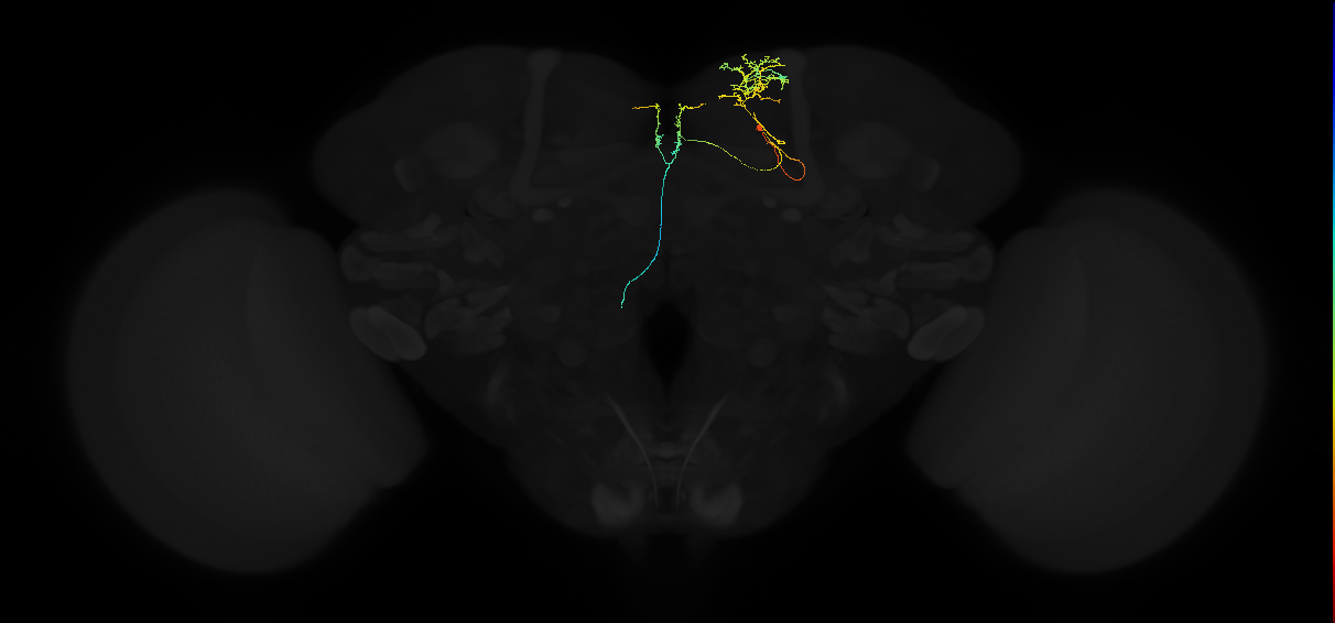 adult superior medial protocerebrum neuron 484