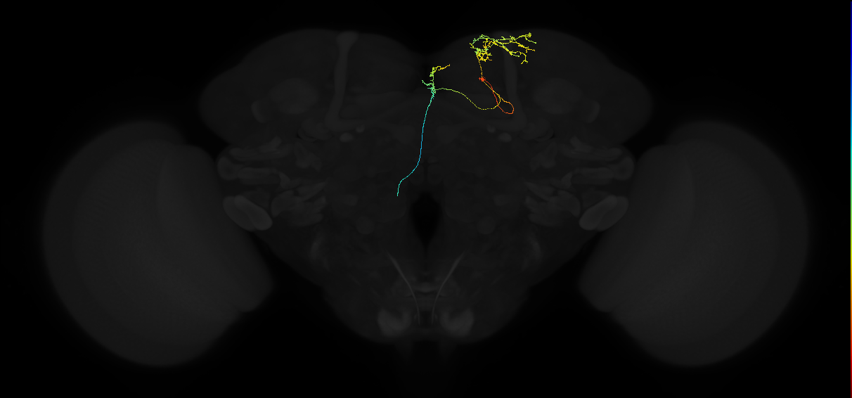adult superior medial protocerebrum neuron 484