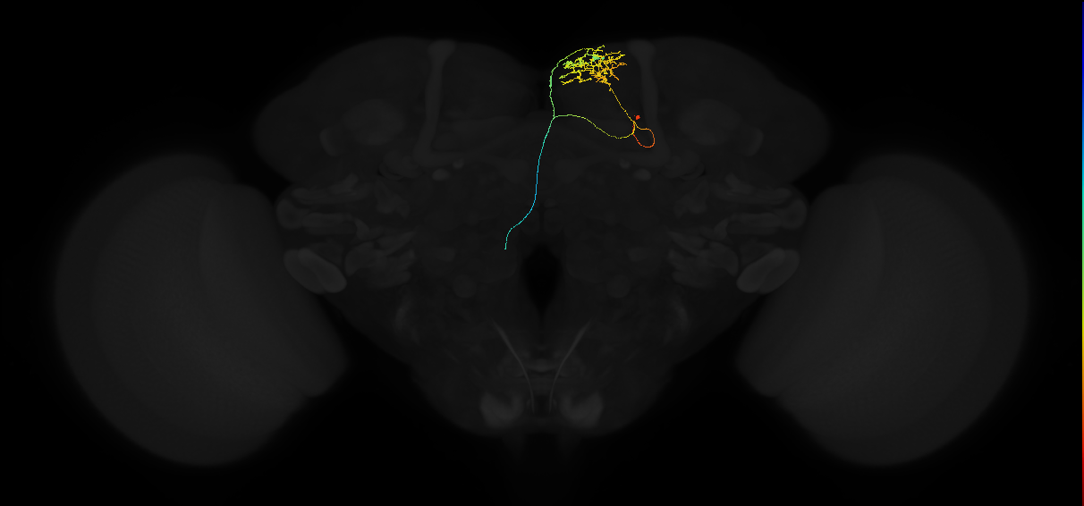 adult superior medial protocerebrum neuron 485