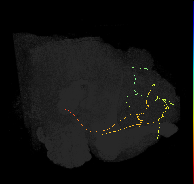 SMP486_a_R (FlyEM-HB:327932807)