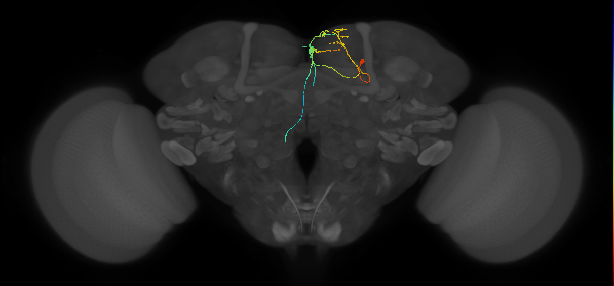 SMP486_a_R (FlyEM-HB:327932807)