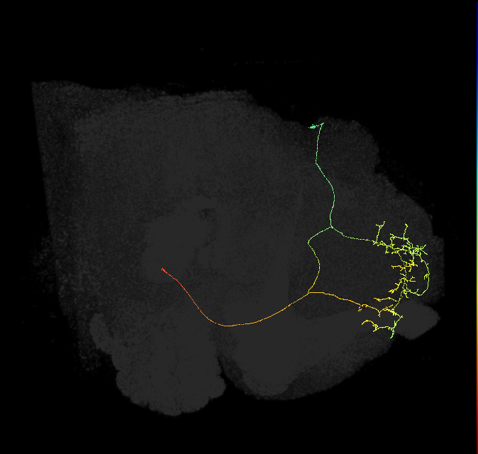 SMP486_f_R (FlyEM-HB:297930040)