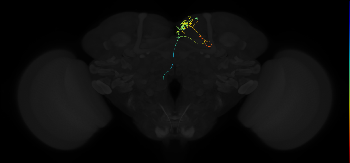 adult superior medial protocerebrum neuron 487