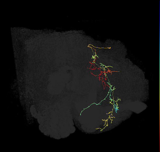 adult superior medial protocerebrum neuron 488