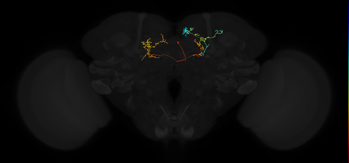 adult superior medial protocerebrum neuron 488