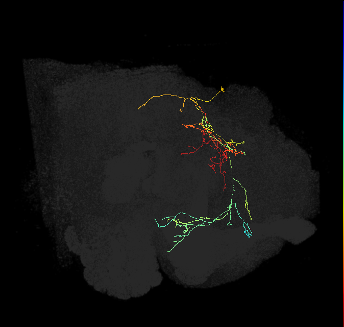 SMP489_R (FlyEM-HB:882827132)