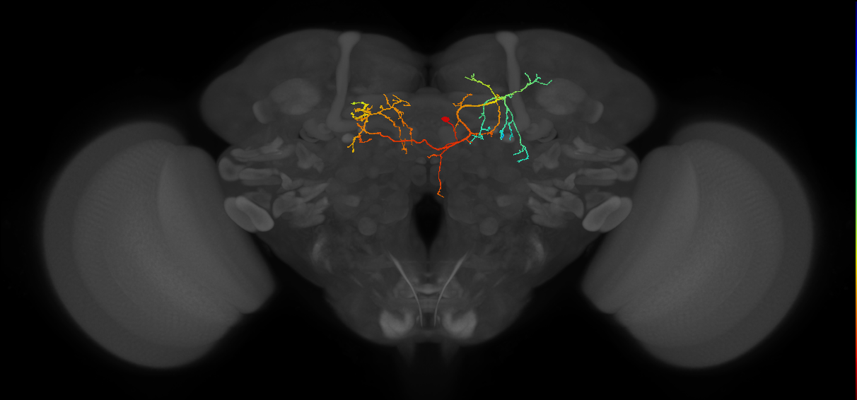 SMP489_R (FlyEM-HB:882827132)