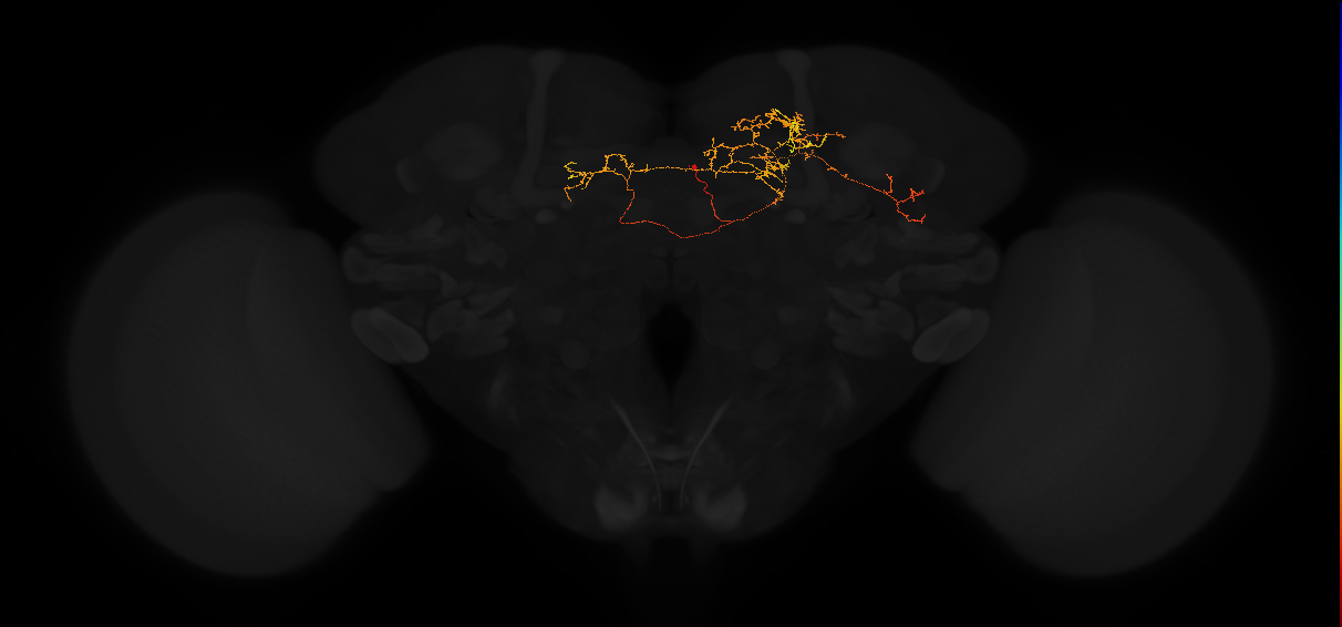 adult superior medial protocerebrum neuron 491