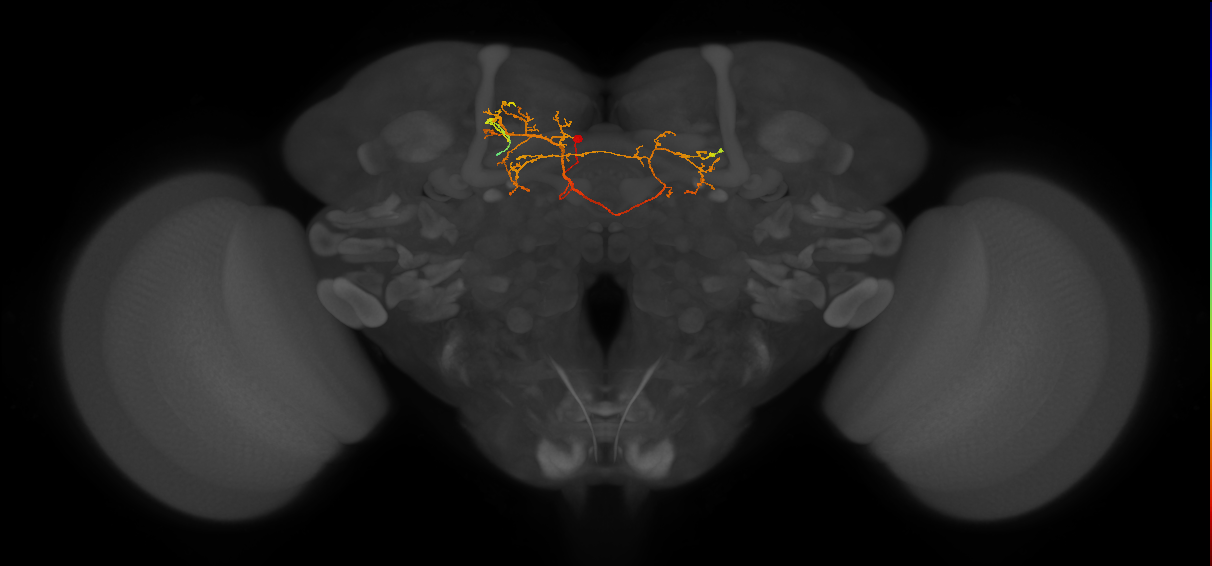 SMP491(PDM16)_L (FlyEM-HB:666709858)