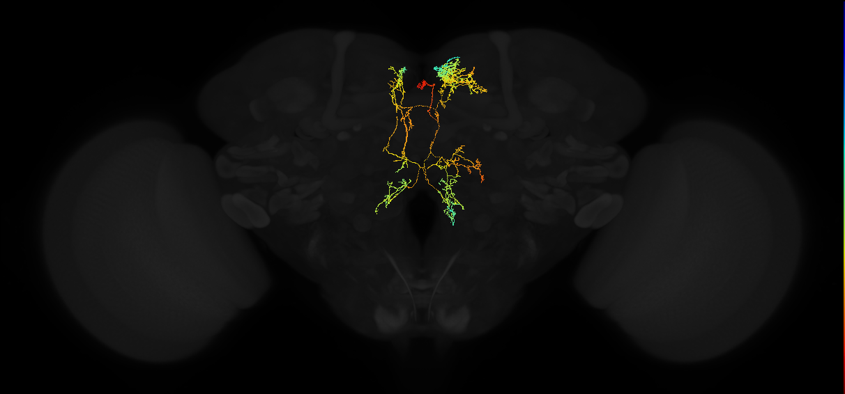 adult superior medial protocerebrum neuron 492
