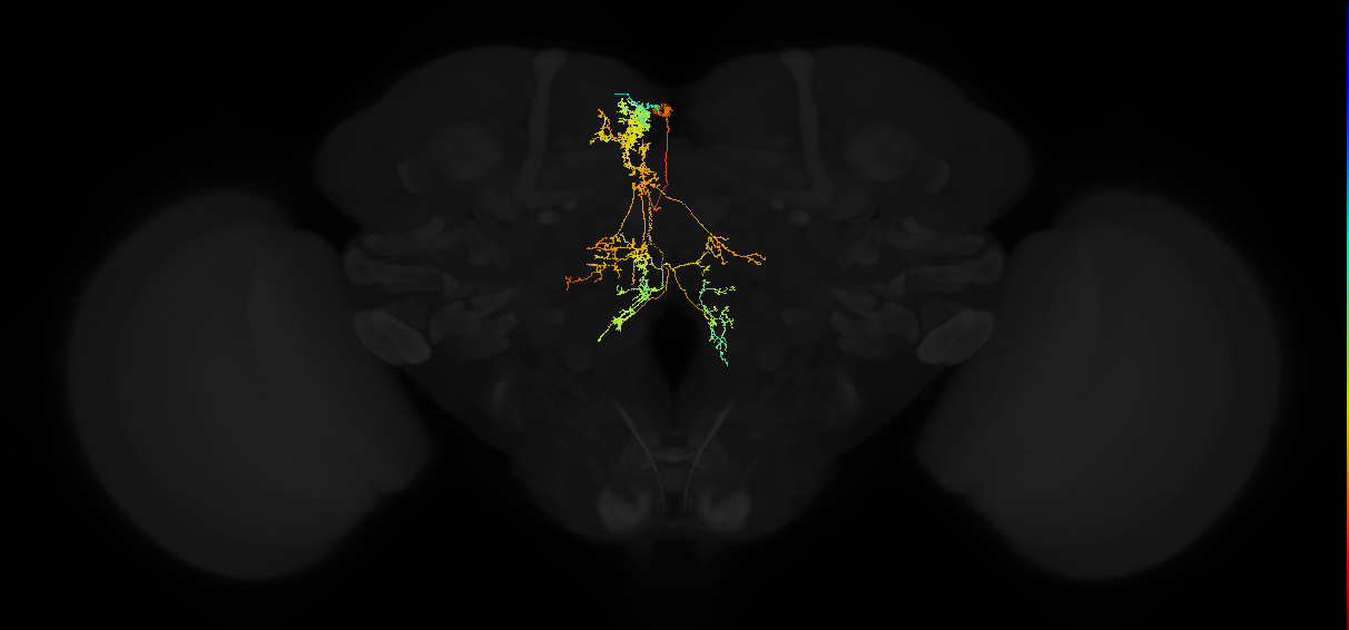 adult superior medial protocerebrum neuron 492