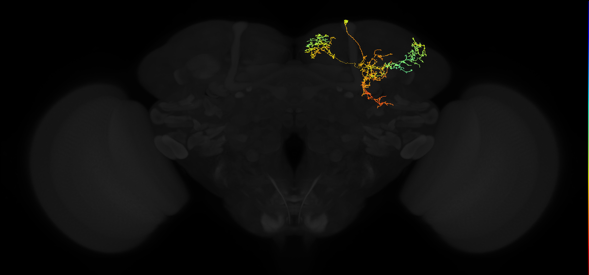 adult superior medial protocerebrum neuron 494