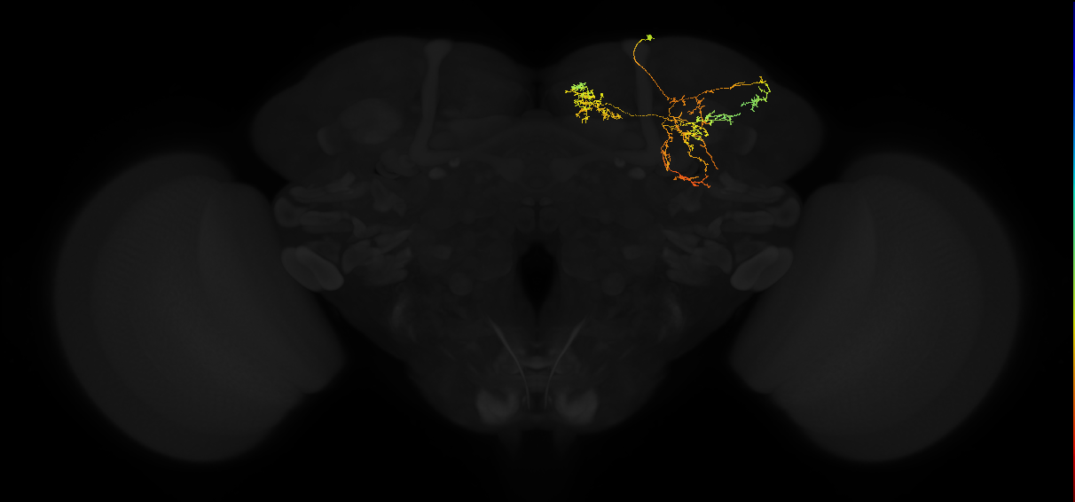 adult superior medial protocerebrum neuron 495