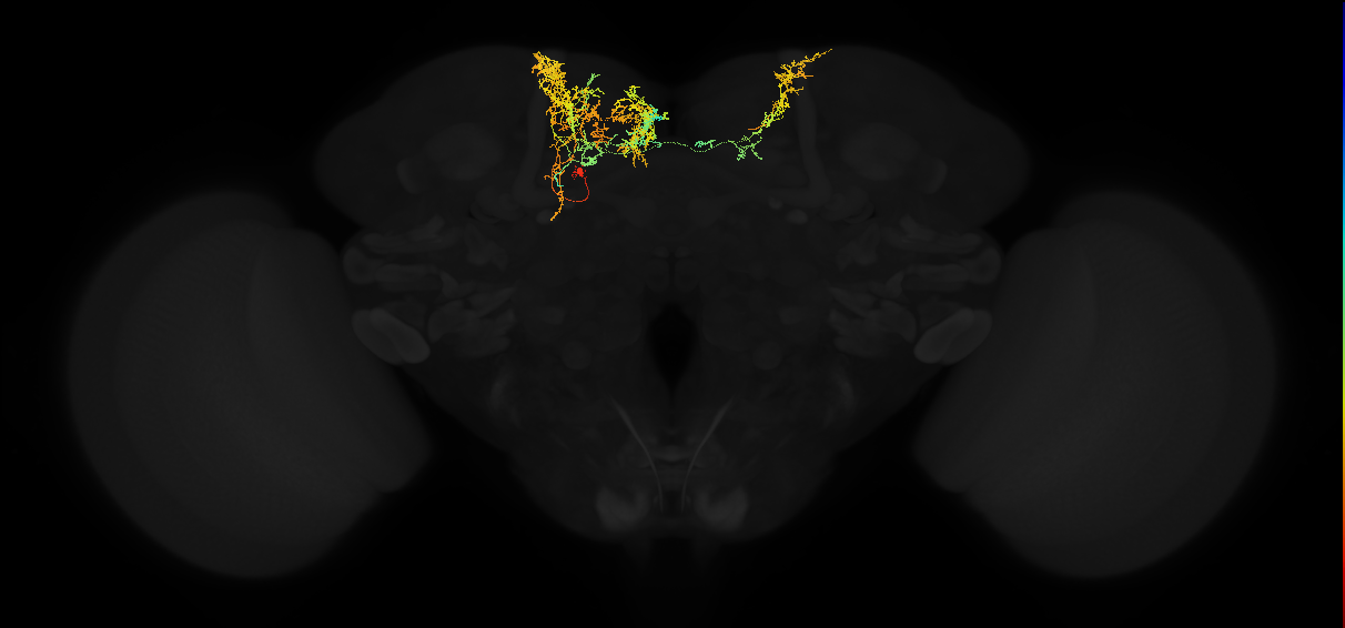 adult superior medial protocerebrum neuron 505