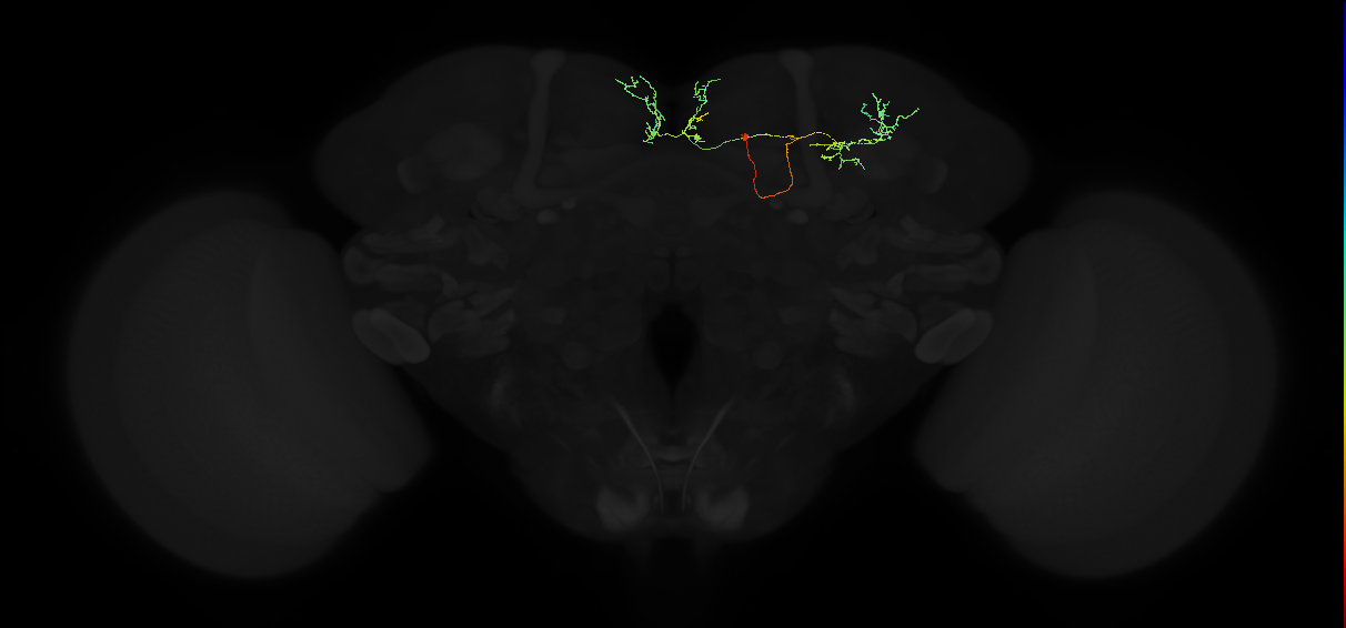 adult superior medial protocerebrum neuron 511
