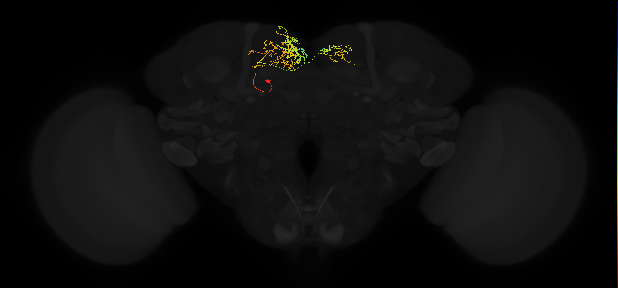 adult superior medial protocerebrum neuron 513