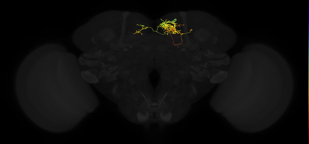 adult superior medial protocerebrum neuron 516