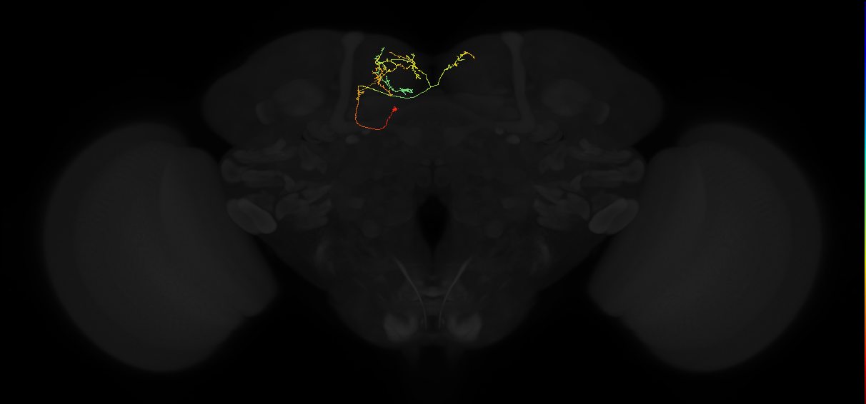 adult superior medial protocerebrum neuron 519