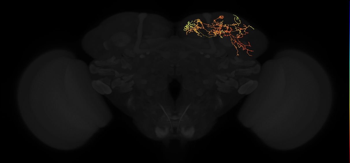 adult superior medial protocerebrum neuron 531