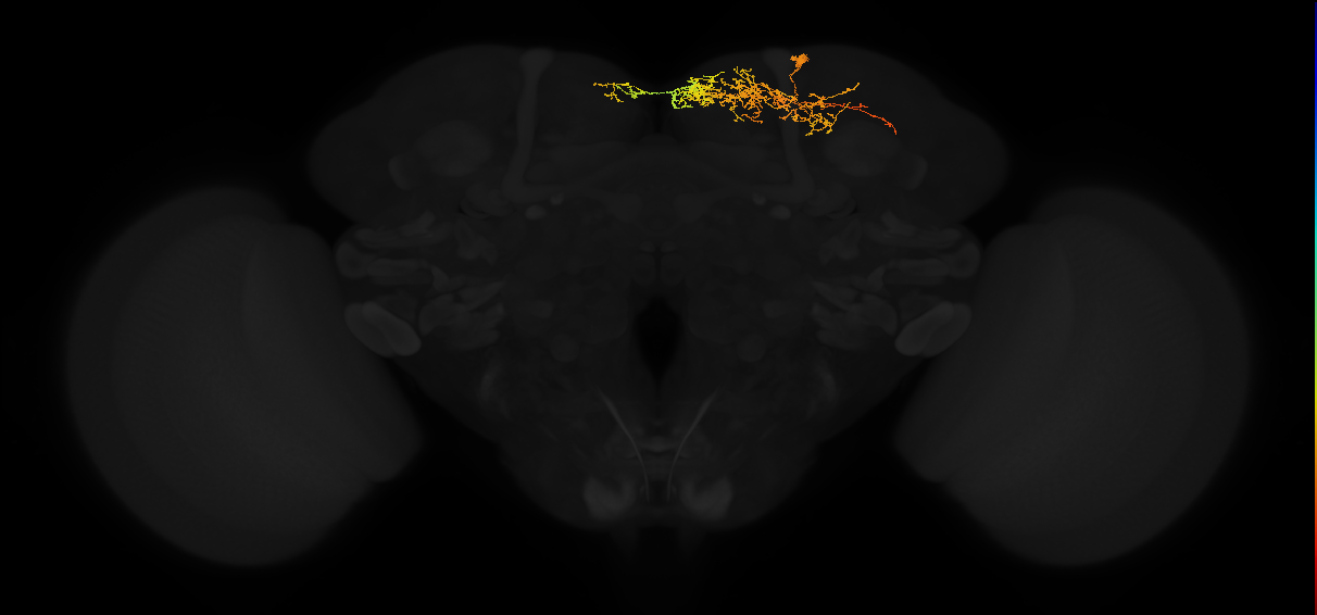 adult superior medial protocerebrum neuron 537