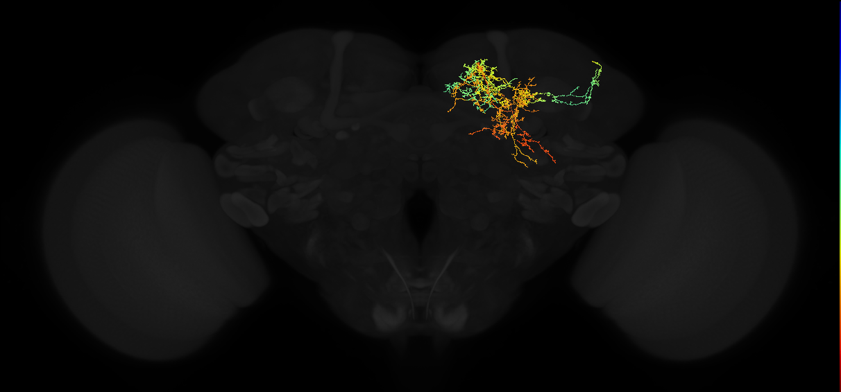 adult superior medial protocerebrum neuron 542