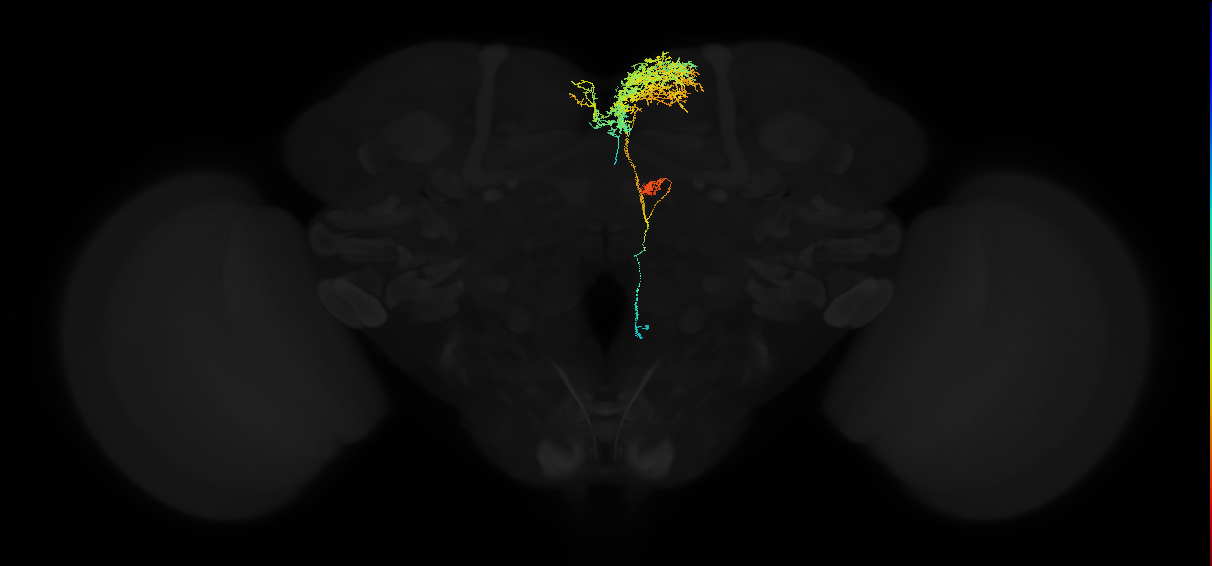 adult superior medial protocerebrum neuron 545