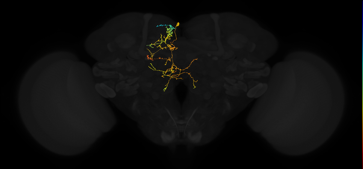adult superior medial protocerebrum neuron 547