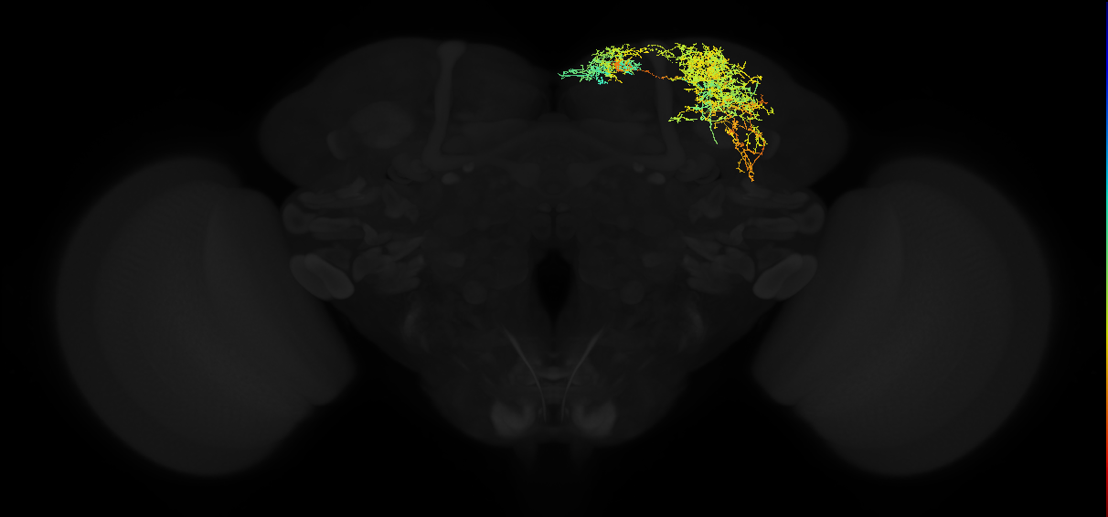 adult superior medial protocerebrum neuron 548