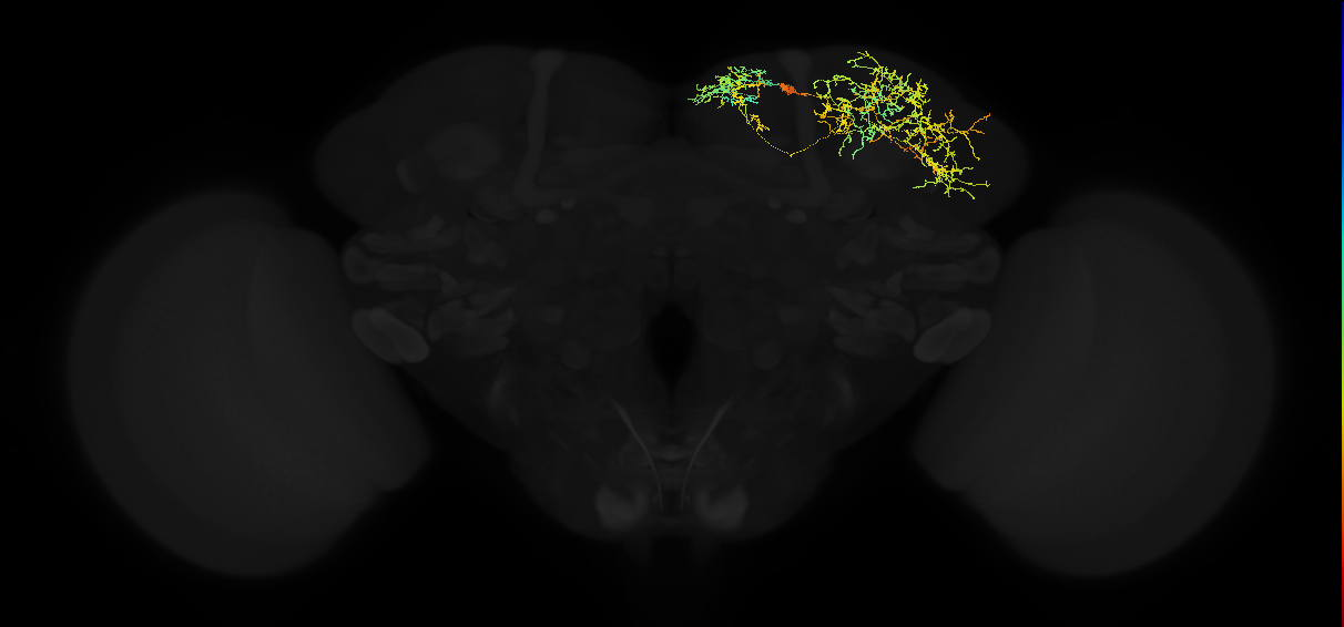 adult superior medial protocerebrum neuron 549