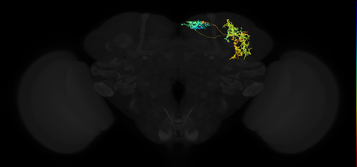 adult superior medial protocerebrum neuron 550