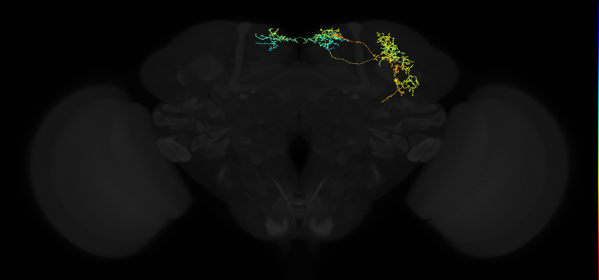 adult superior medial protocerebrum neuron 551