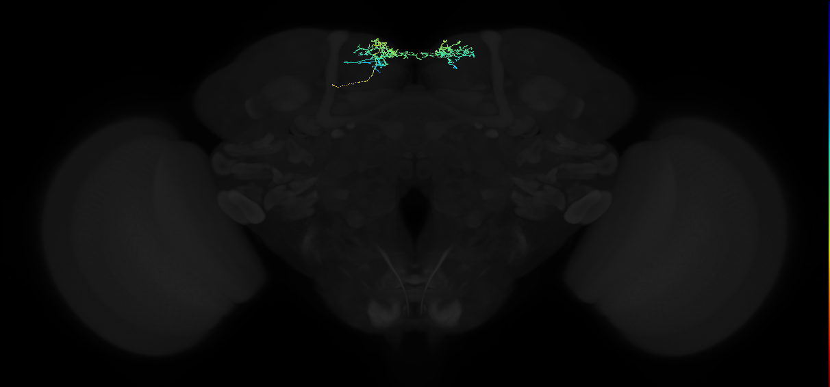adult superior medial protocerebrum neuron 551