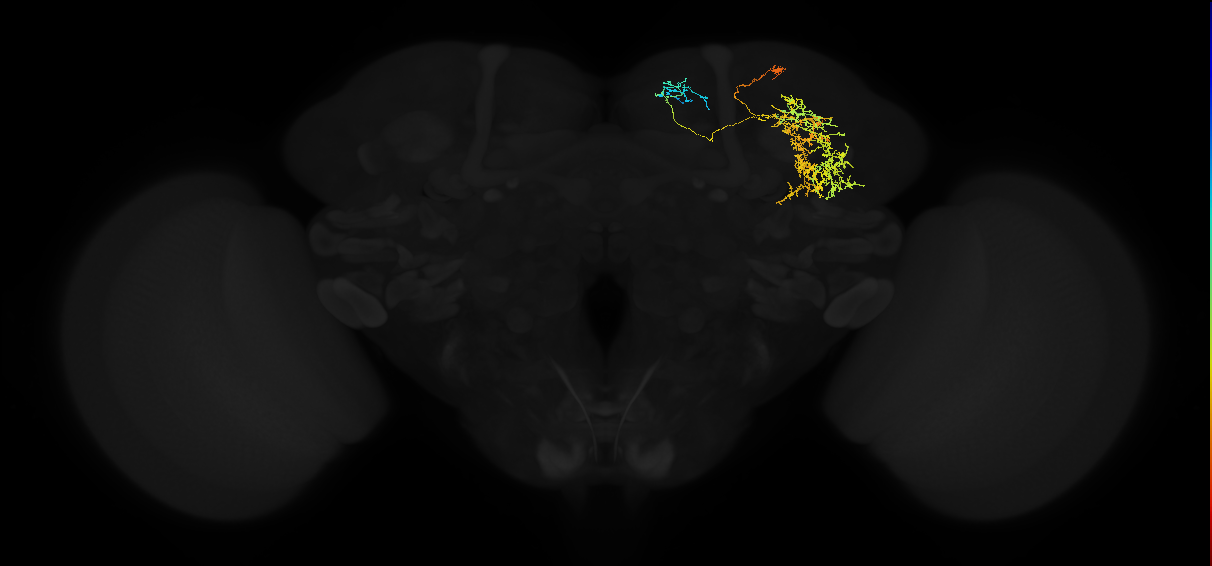 adult superior medial protocerebrum neuron 552