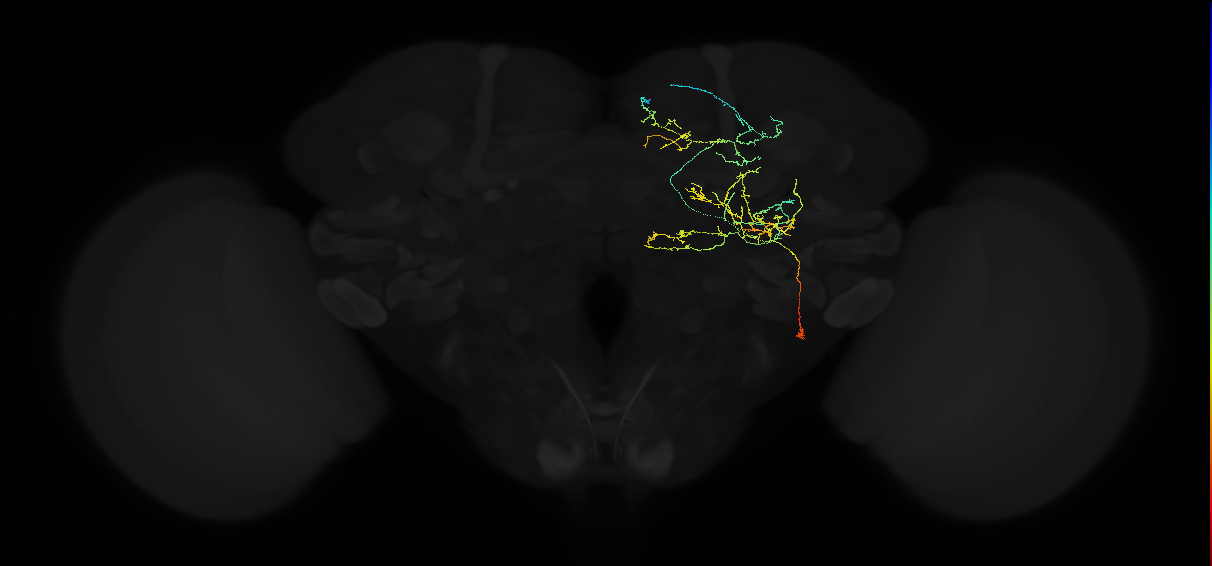 adult superior medial protocerebrum neuron 558