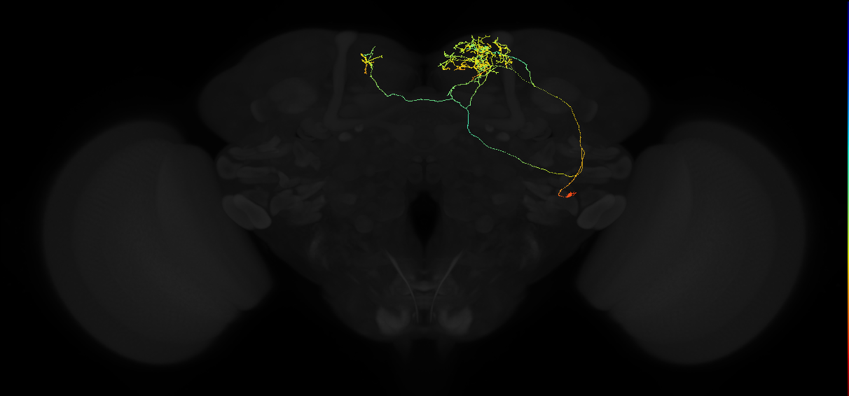adult superior medial protocerebrum neuron 559