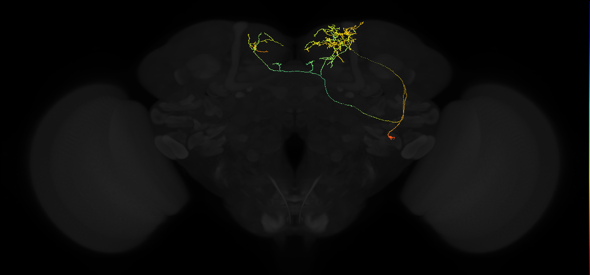 adult superior medial protocerebrum neuron 560