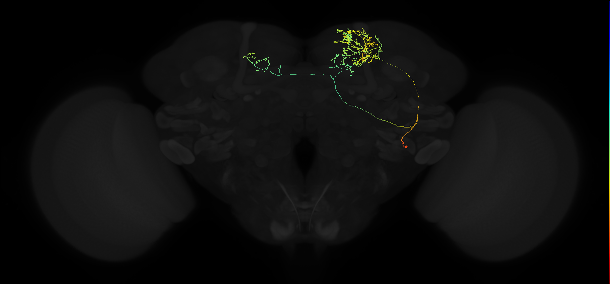 adult superior medial protocerebrum neuron 561