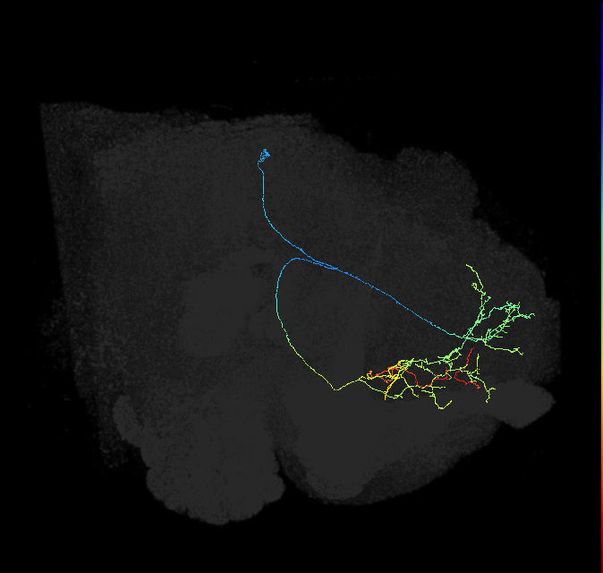 adult superior medial protocerebrum neuron 564