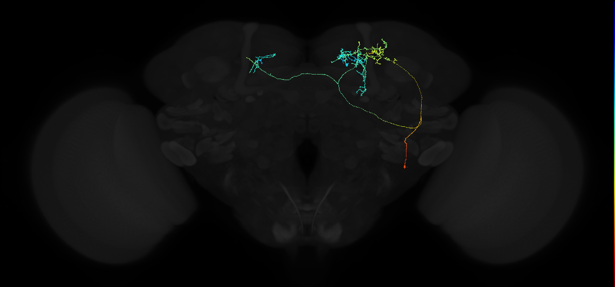 adult superior medial protocerebrum neuron 568
