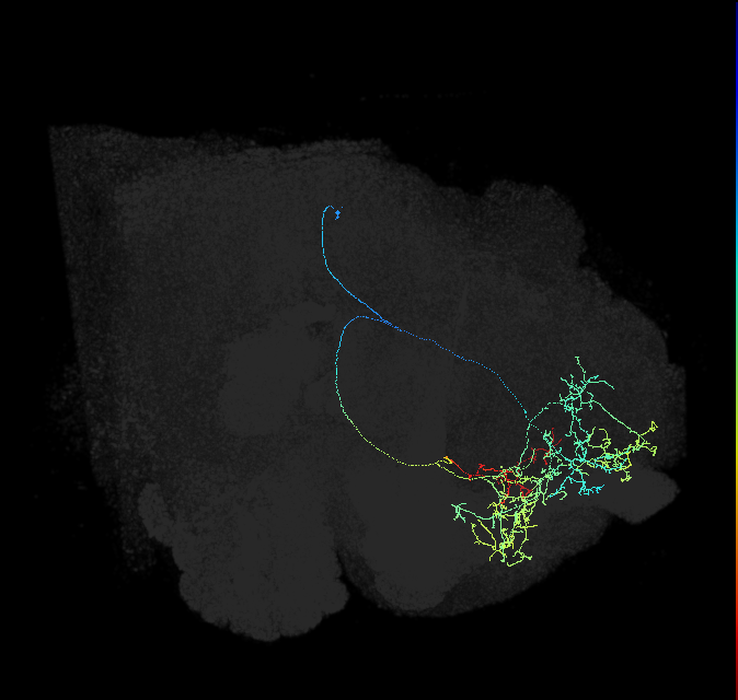 SMP568_d_R (FlyEM-HB:329646990)