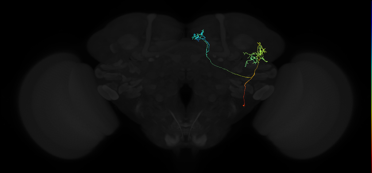 adult superior medial protocerebrum neuron 570