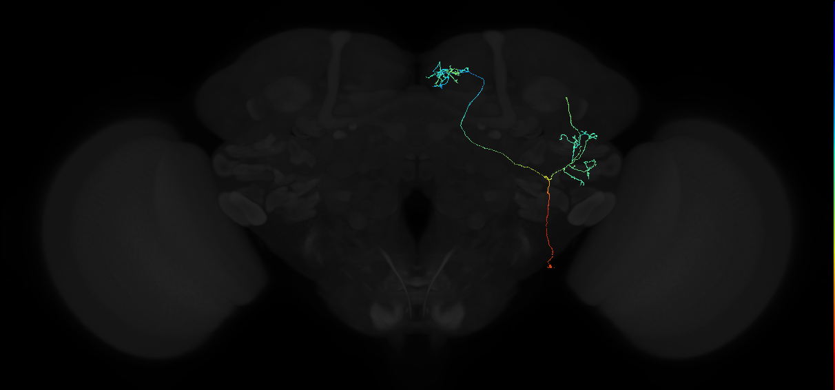 adult superior medial protocerebrum neuron 571