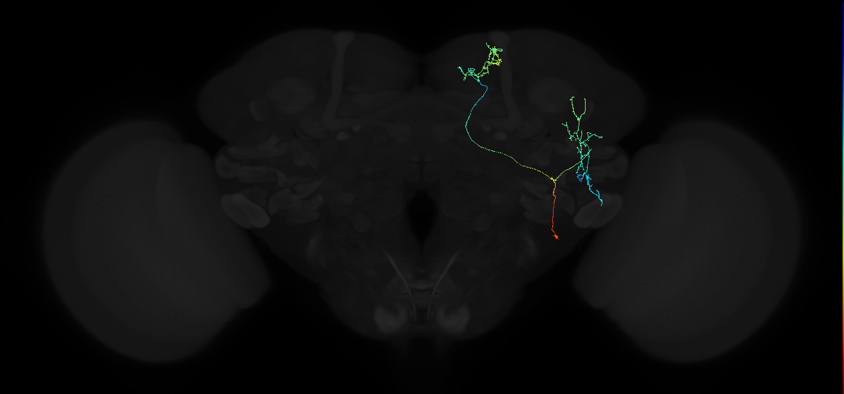 adult superior medial protocerebrum neuron 572