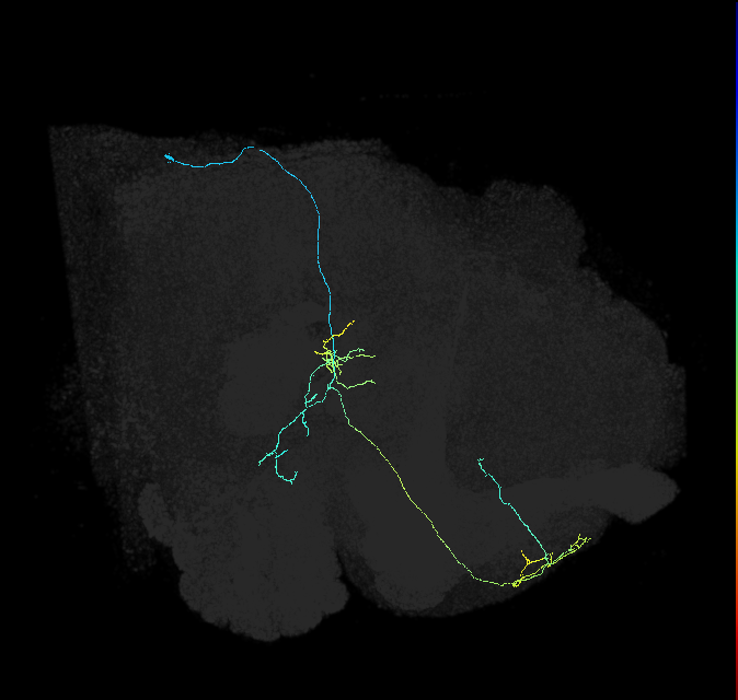 adult superior medial protocerebrum neuron 574