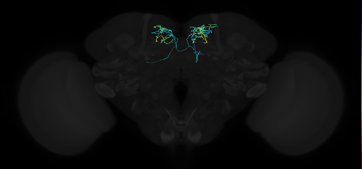 adult superior medial protocerebrum neuron 577