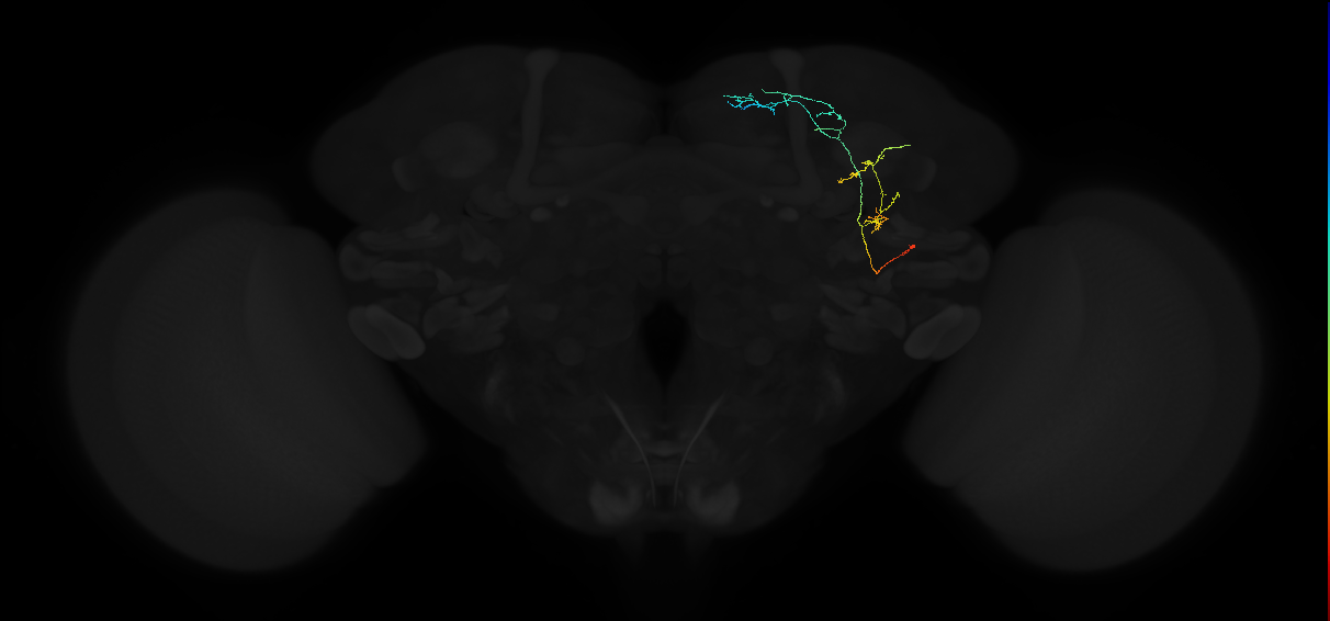 adult superior medial protocerebrum neuron 578